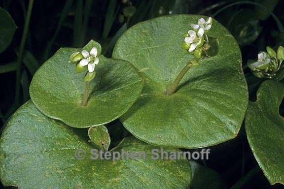 claytonia perfoliata 1 graphic